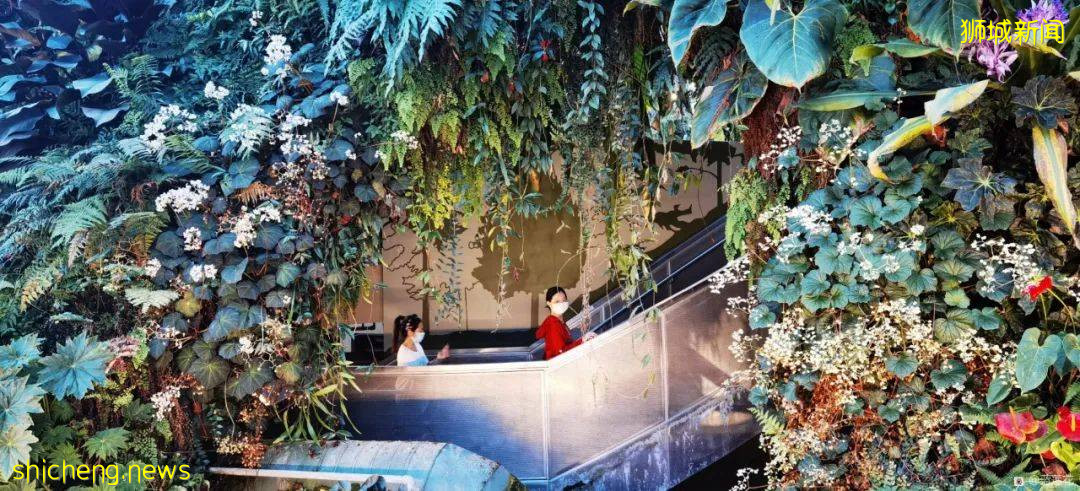 新加坡親子好去處！濱海灣～花穹～雲霧森林～空中步道半日遊