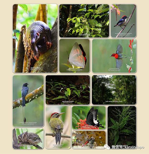 昨天小長假人山人海，武吉知馬老鐵路成新景點！前生今世大揭秘