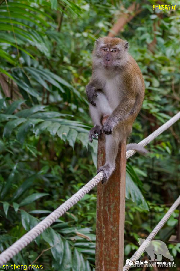 教你如何10元玩转新加坡