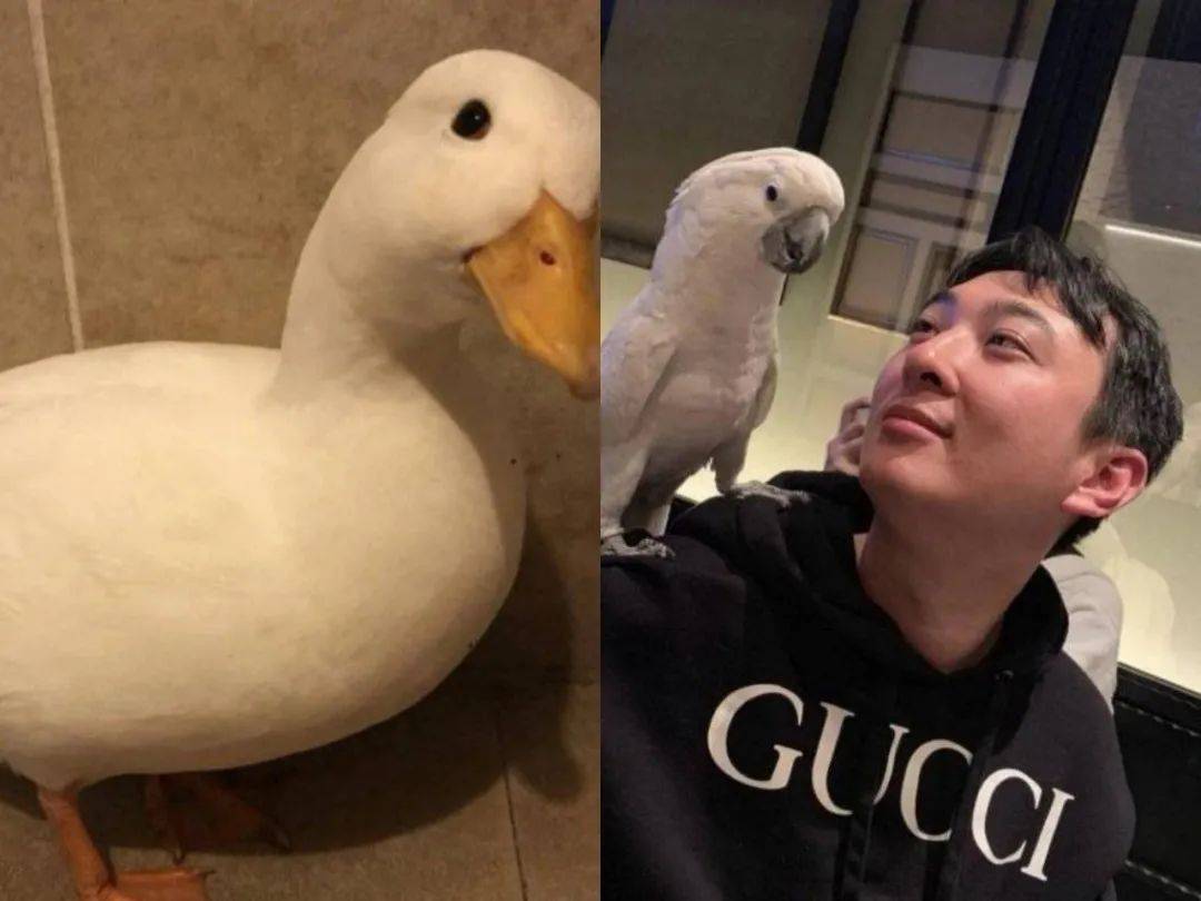 这种动物竟然可以当宠物遛！网友：我也养过，骑上去很稳