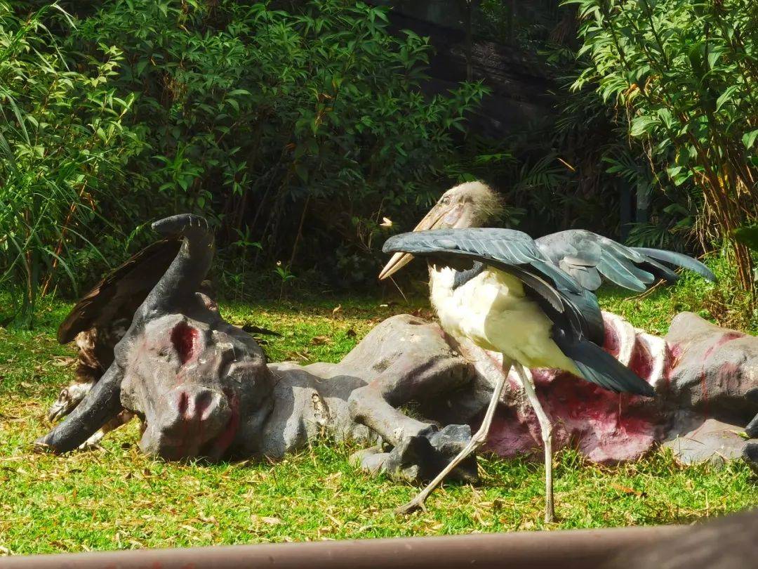 免費送票!帶倆娃嗨翻亞洲最大飛禽園,400多種5000多只鳥,一路驚喜不斷