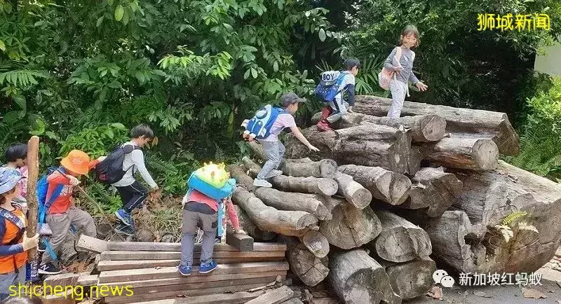 周末不上補習班　越來越多新加坡家長讓孩子到戶外學爬樹和砍柴