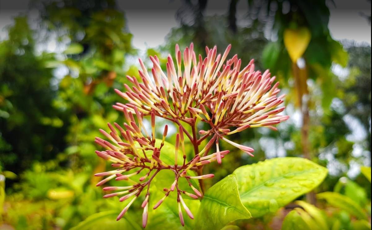 新加坡植物園爆火新景點,不知道怎麽去?手把手教你遊玩攻略