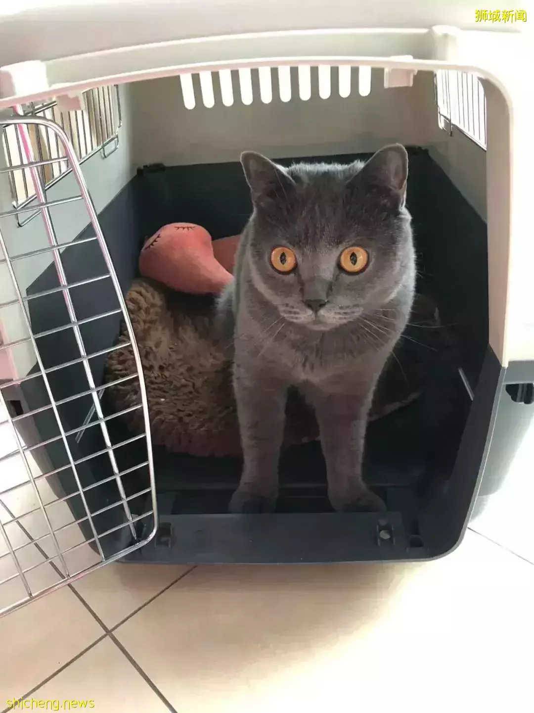 耗时6个月,隔离30天,我的宝贝终于来新加坡跟我团聚了