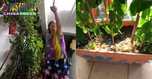 阿嫲被指恶搞街坊 尿液呕吐物浇邻居盆栽