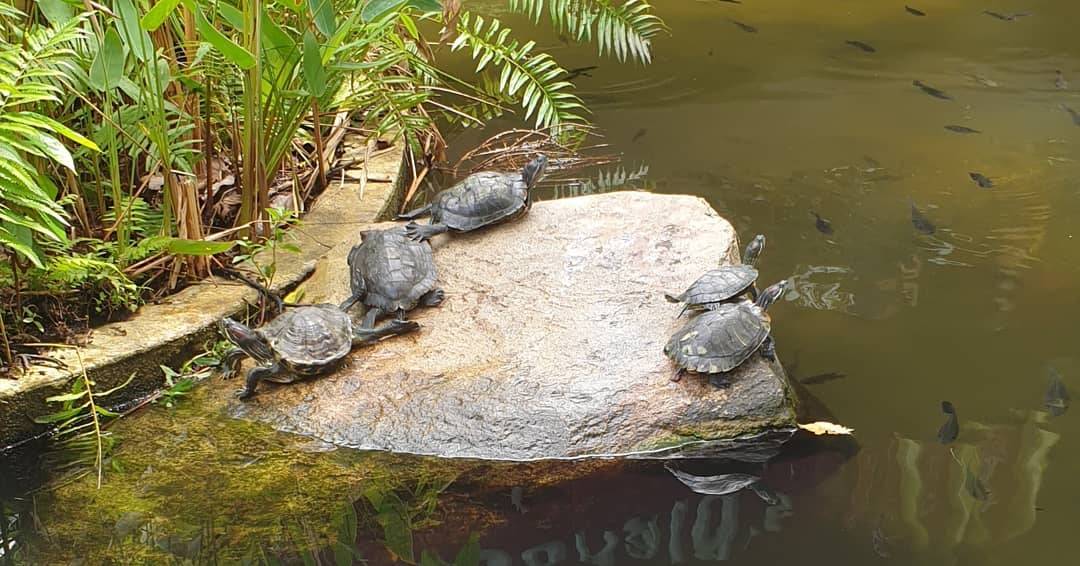 本地最美麥當勞“Queensway”打卡📷繁盛樹叢+綠蔭植物+靜谧池塘、靓"綠"風景線🌳