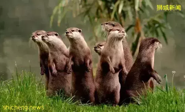 在新加坡，你見過熱戀中的水獺嗎