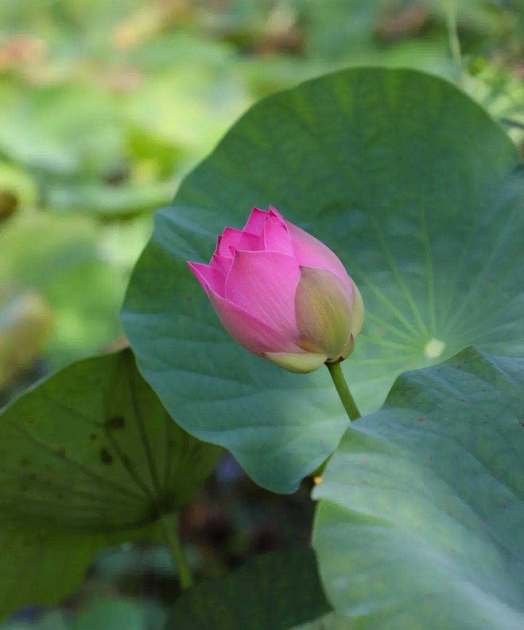 新加坡有機農場牧場？還能和羊咩咩親密接觸