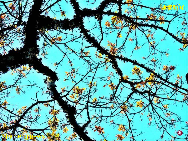 当年,郁达夫和徐悲鸿都在此处品尝味道类近荔枝的红毛丹,还双双留诗;一文了解新加坡汤申自然公园最具备文化内涵的地段