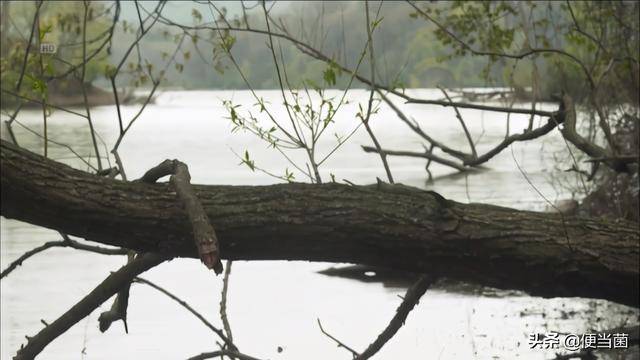 97年新加坡航班坠毁,疑机长携乘客殉亡,林俊杰为亡者写歌纪念