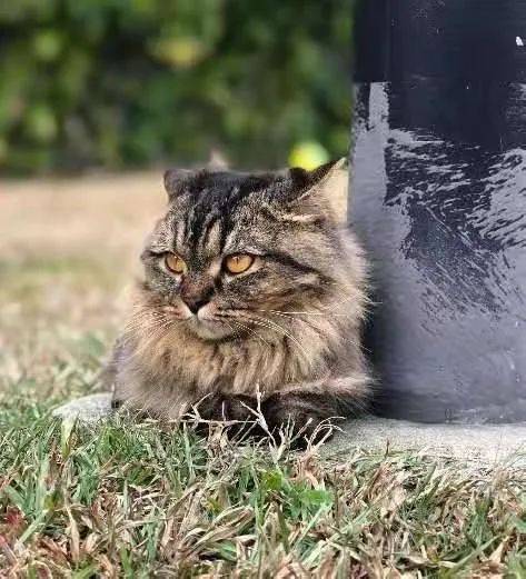 琥珀色眼睛看起来呆萌的猫走丢了，全网帮忙找主人