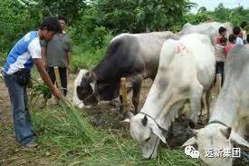 哈芝節=宰牲節？——帶你了解新加坡穆斯林文化