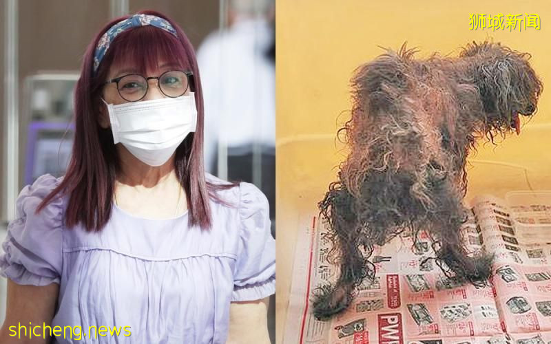 把16岁老犬当垃圾丢 女狗主罚5000元