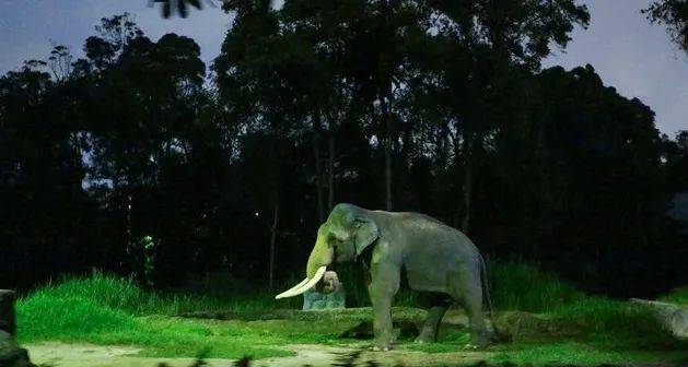 新加坡樟宜侏罗纪步道成热门景点,10月周末参观时段全被预订,11月初热门时段额满