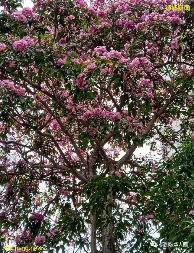 賞花季到啦！全島各地重現“新加坡櫻花”景象！還去日本賞什麽櫻花