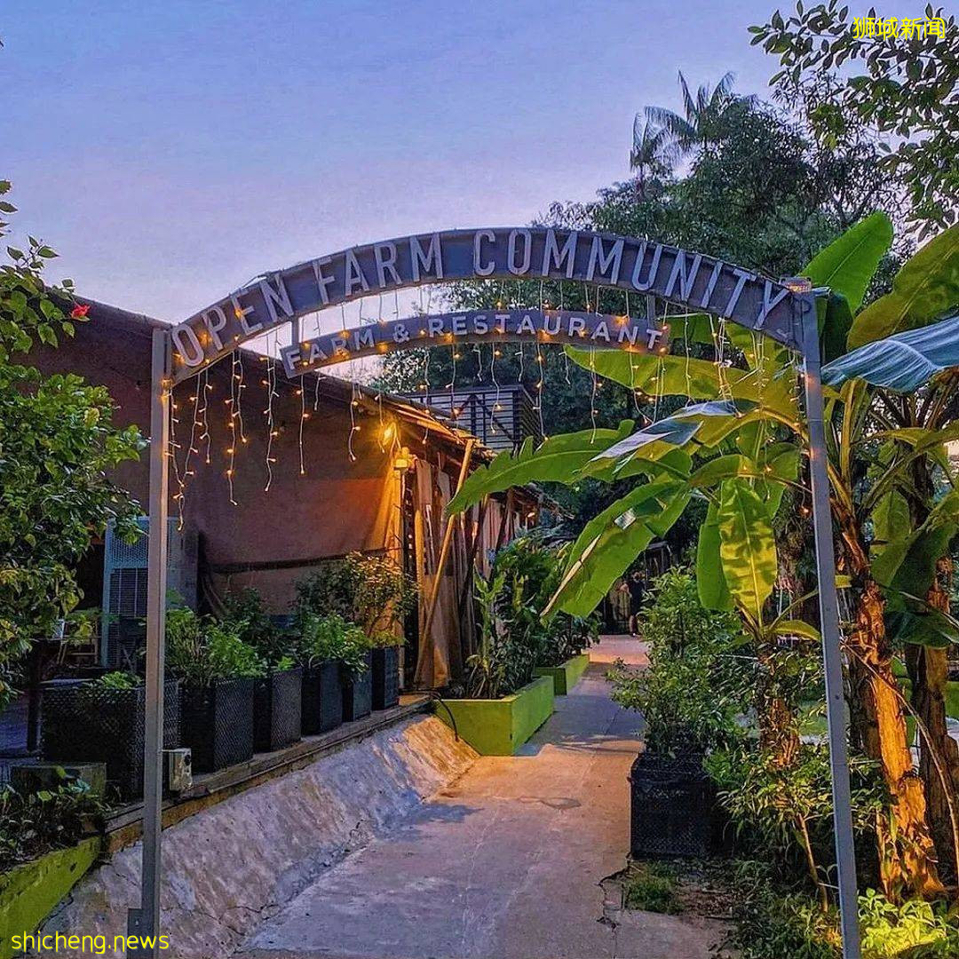 狮城8家藏匿在郁郁葱葱中的温柔Café,两人堂食好去处