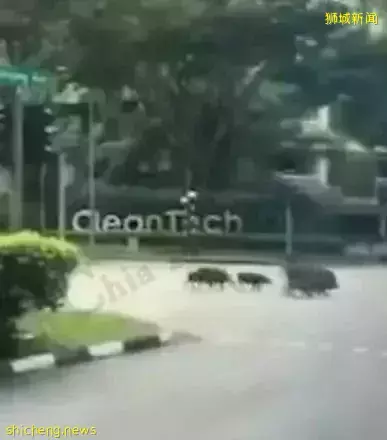 这家野猪也太棒了，猪妈妈带一家老小看懂交通规则，走绿灯过马路