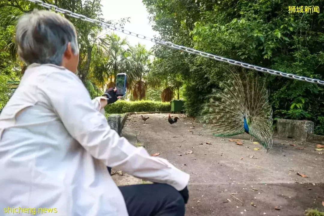 從新加坡市區至鄰裏,騎一趟時空交疊之旅