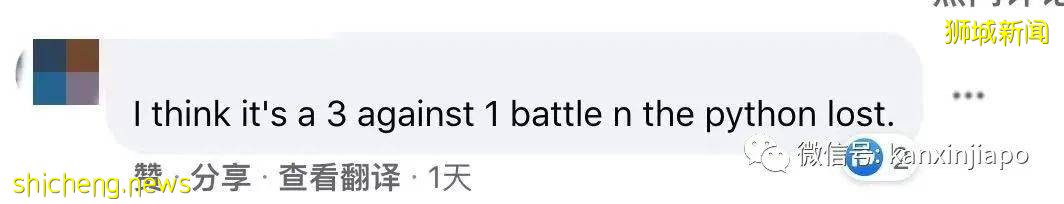 新加坡公园惊现三只大蜥蜴撕咬蟒蛇!“这是侏罗纪公园吧?”