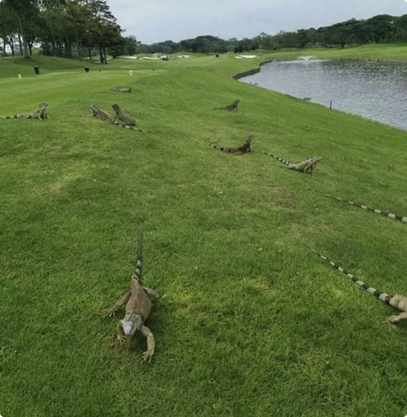 大批鬣蜥在阳光下闲逛，就跟侏罗纪公园一样 