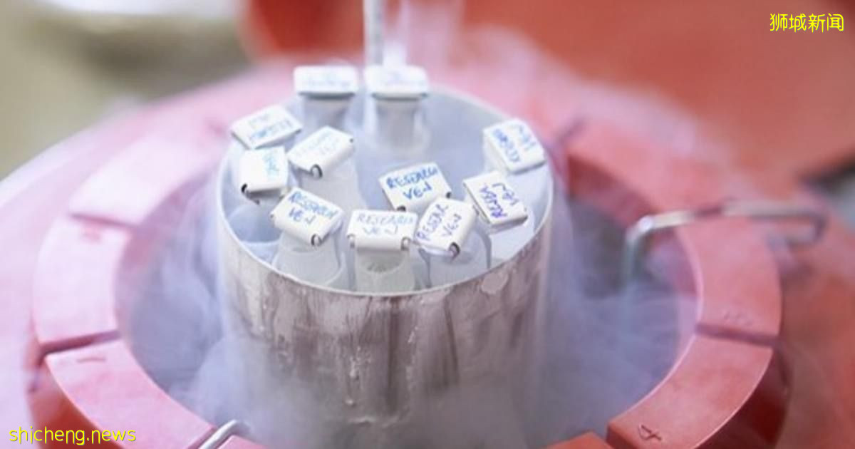 新国女性纷纷赴海外冻卵　规避国内禁令