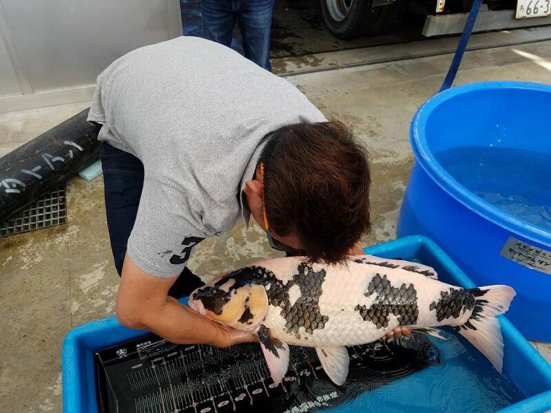 朽木滋生細菌 死逾100錦鯉 魚場主:被碎木商搞到破産