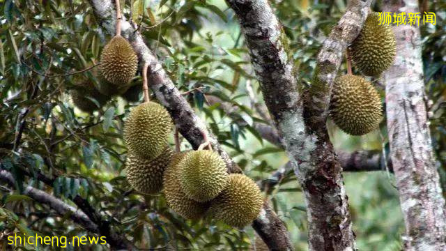 3人在新加坡打架，打輸了坐牢罰款，打贏的呢