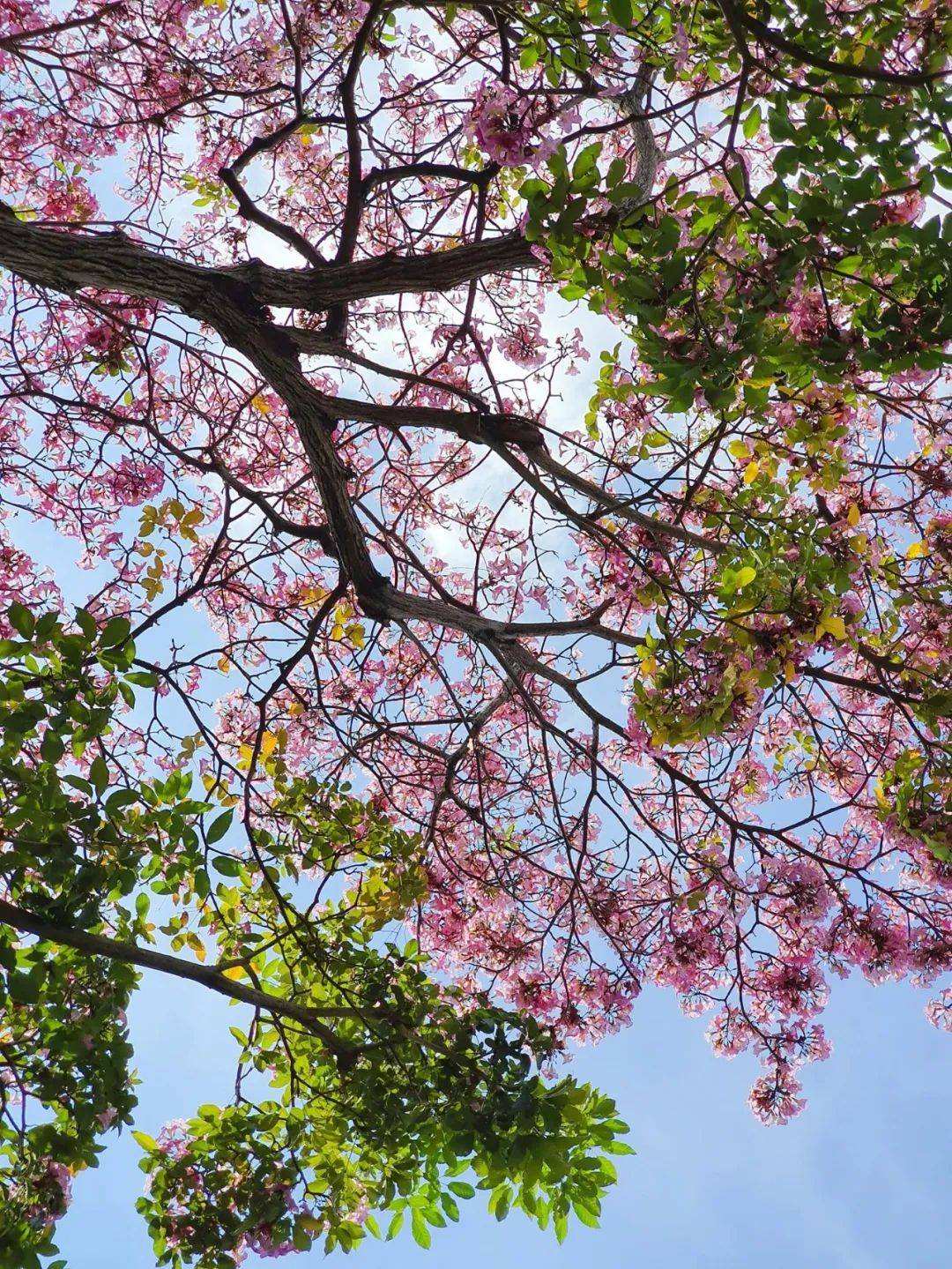 李顯龍總理發了一個帖子，評論區瞬間被淹沒