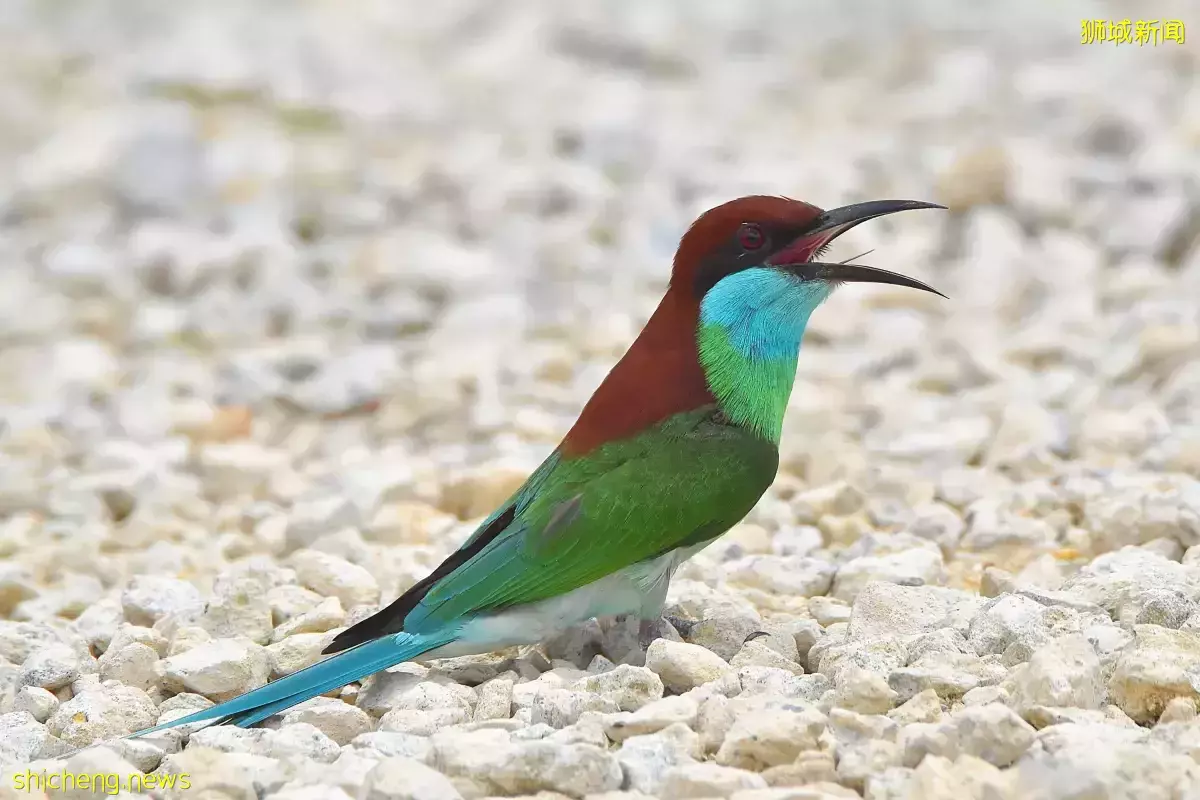 设紧急按钮和提升微电网 乌敏岛改善生活设施