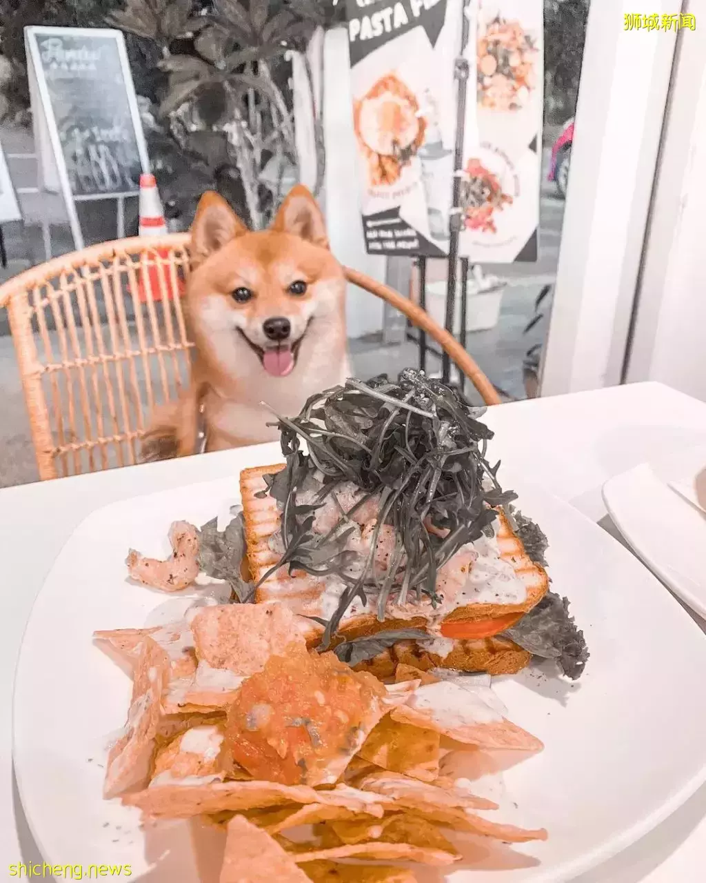 吃喝撸狗兩不誤!新加坡15家寵物友好咖啡廳 · 快上小可愛一起去體驗吧