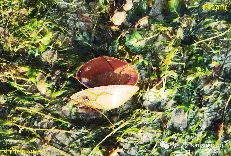 去樟宜海滩赶海吧,那里有最美的日出和从未见过的海洋生物