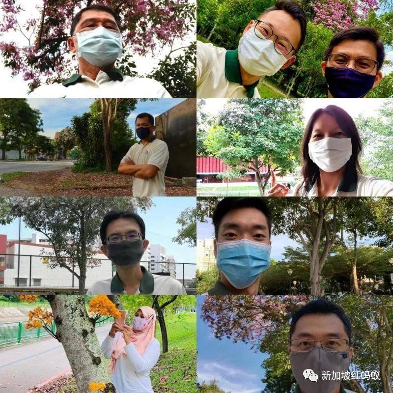 新加坡也有“櫻花”？看看當地領導們如何當起賞花向導