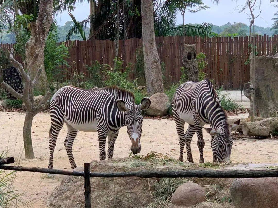 行走獅城——新加坡動物園