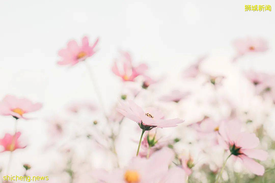 新加坡放宽留学生“绿卡”申请,两大名校春季开招,是时候开启你的留学计划了