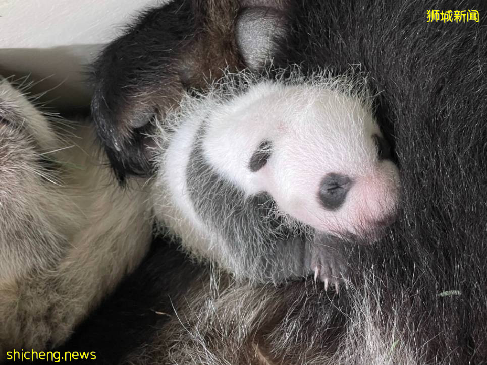 新加坡熊貓寶寶性別揭曉！公衆可參與取名