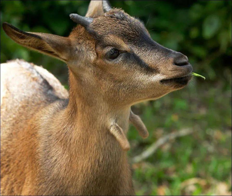 为了火,玩命了!新加坡小伙为拍短视频跳进犀牛圈里