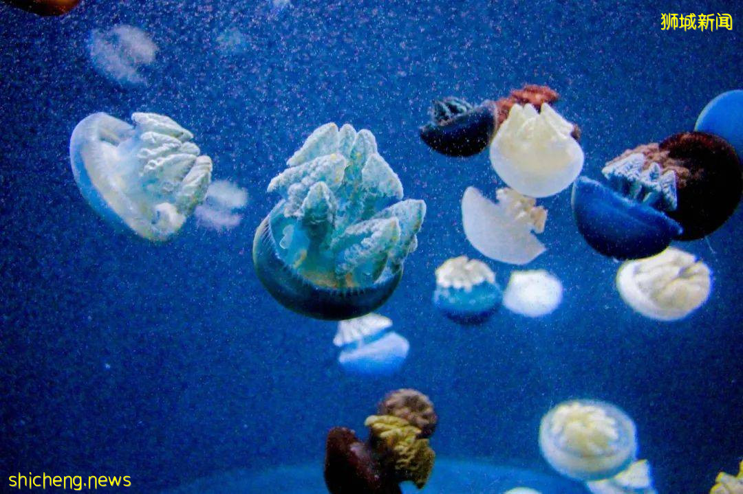 云游 总有一个理由打卡新加坡