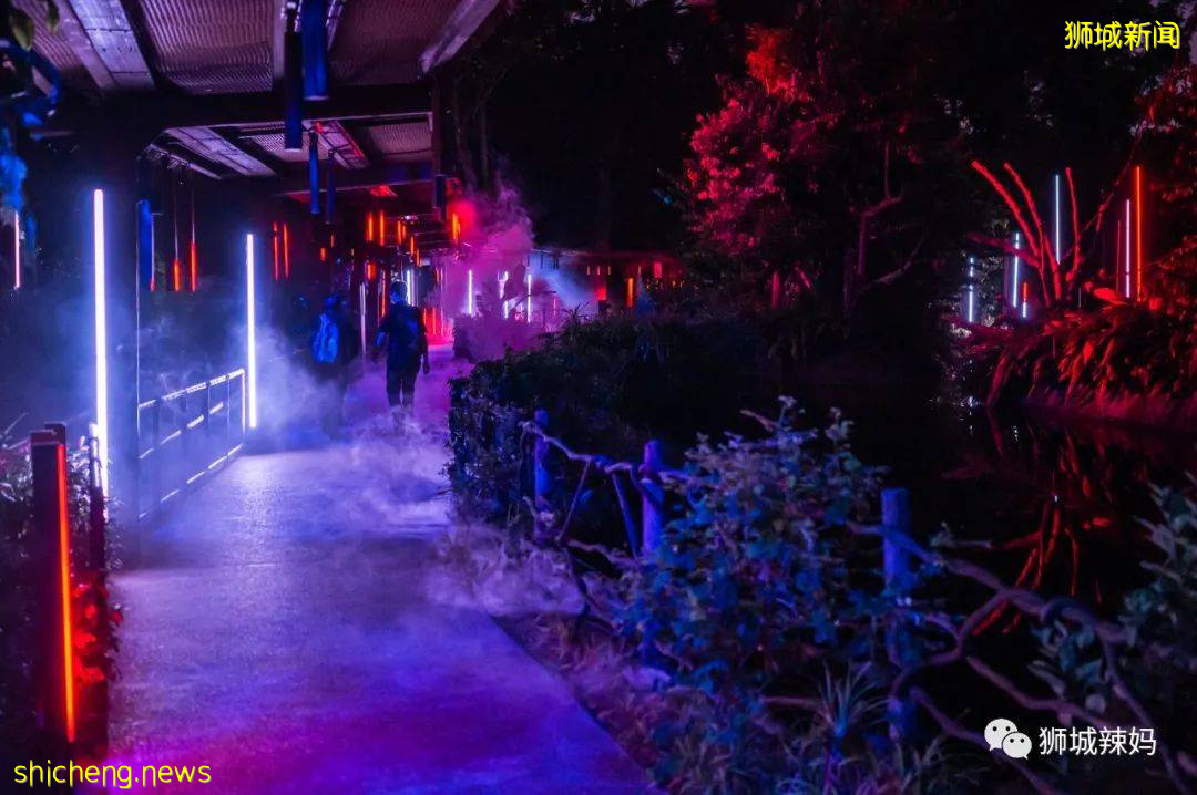 低至S$8！就3天！新加坡動物園“幻光雨林之夜”強勢回歸，亞洲第一夜遊體驗
