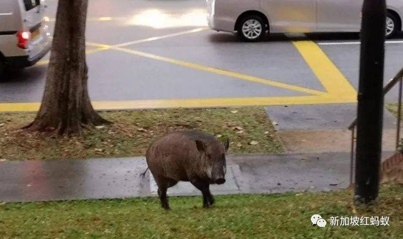 好心做壞事? 在新加坡餵犀鳥吃香蕉可被罰5000元