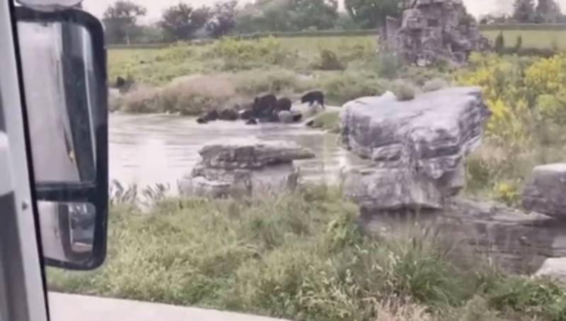 残忍！上海动物园熊吃人，亲眼目睹！新加坡也发生过类似案件！印度最惨