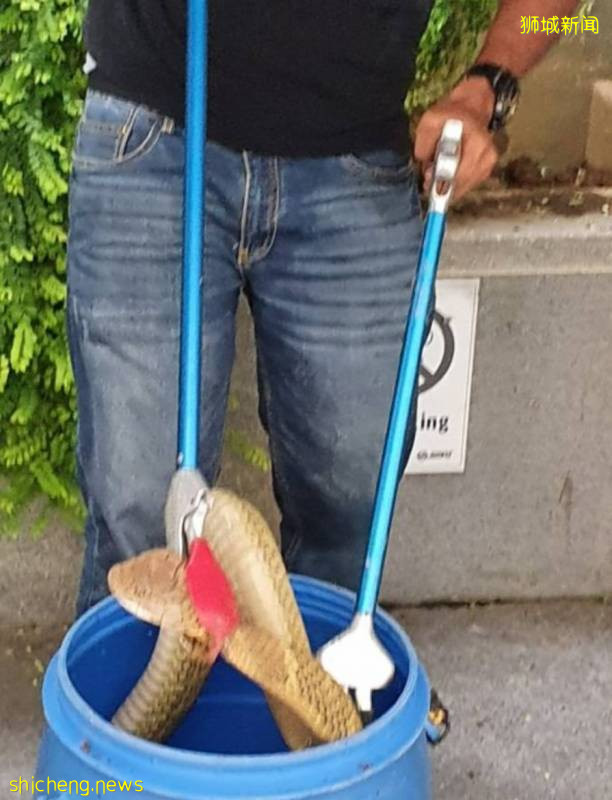 解封後，新加坡有“一對情侶”在馬路上沒戴口罩，公然擁抱!