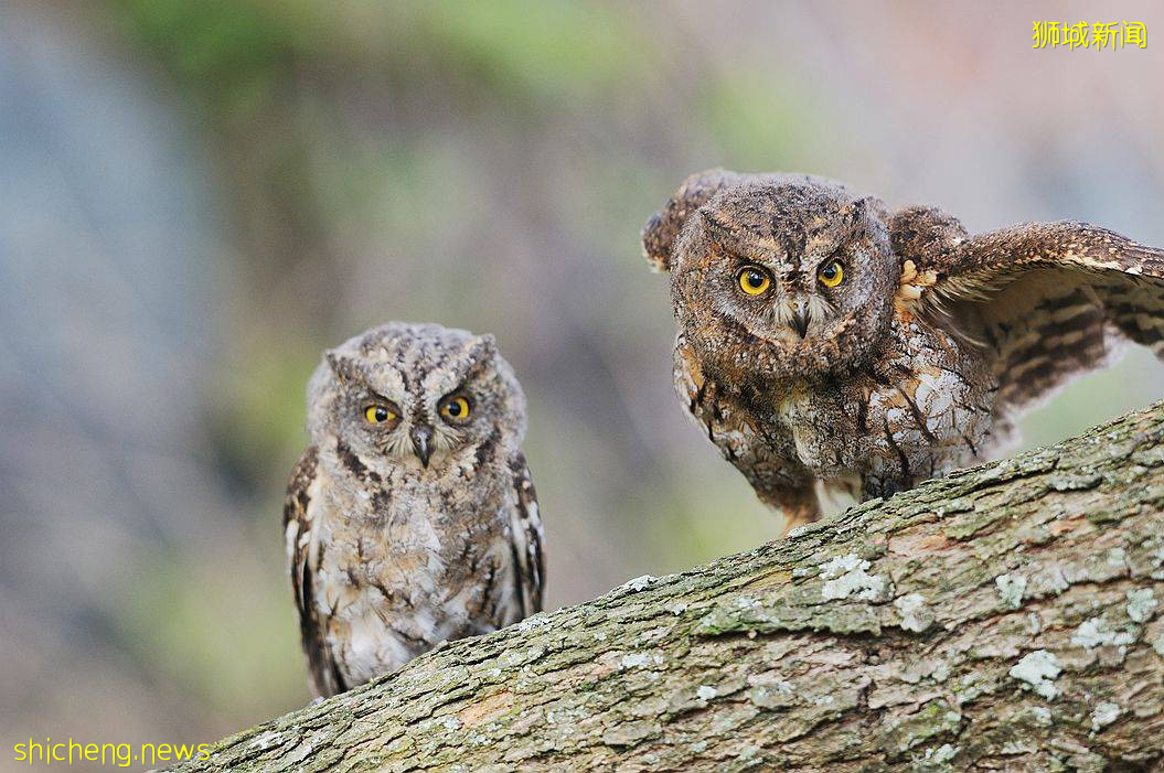 罕见!偶遇新加坡版的小鹿斑比,捡到睡着的猫头鹰