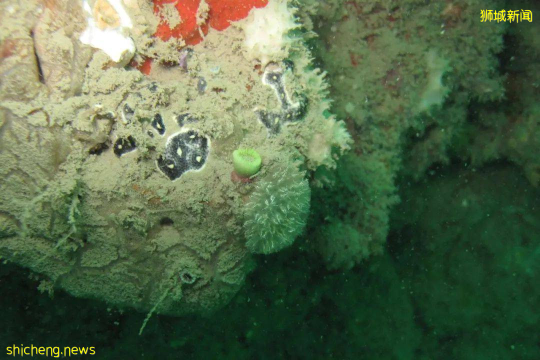 NUS科研 這種神秘海洋生物,竟和人類有共同祖先