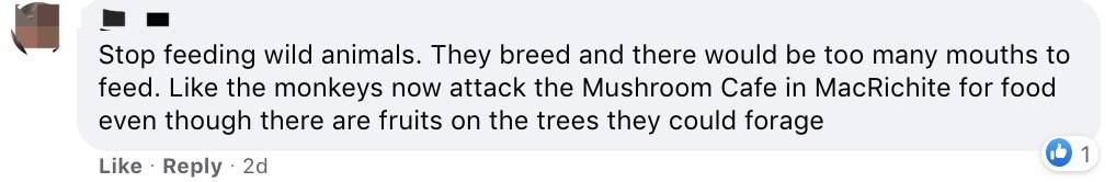 四人在新加坡餵野豬犯法,共被罰1萬新幣!這些罰款規定太多人踩雷