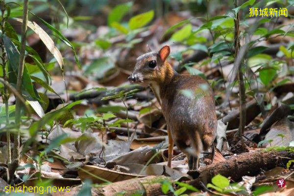 狮城小鼷鹿复育成功 保育现状从极危改为濒危