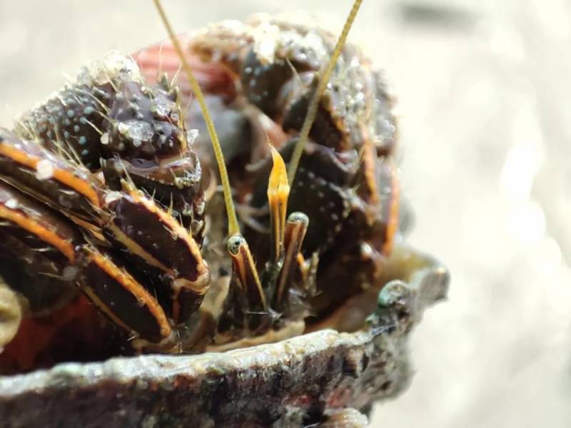 新加坡趕海全攻略!寄居蟹、花蟹、龍蝦、蛤蜊、海星、海參...我挖到寶藏啦