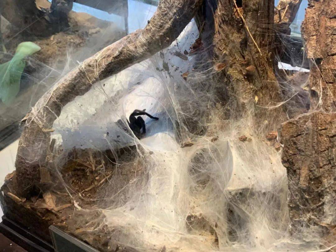 行走獅城——新加坡動物園