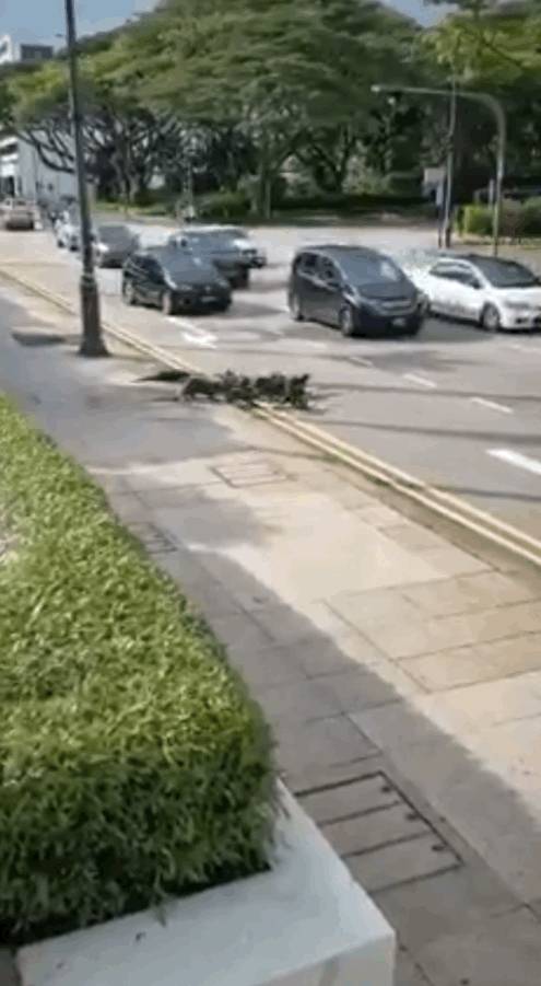 上周末!新加坡鳄鱼生吞大蜥蜴,水獭横穿乌节路