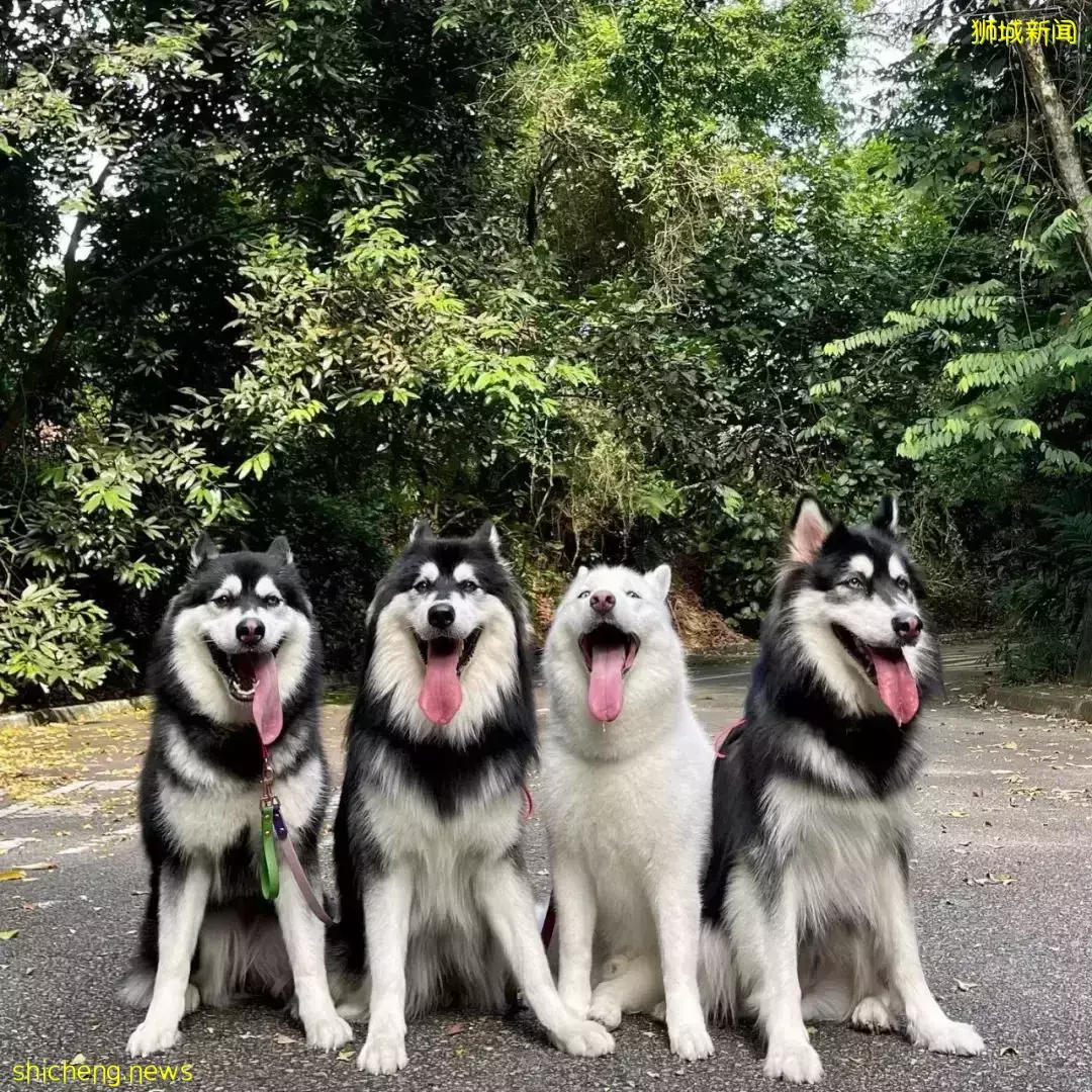 吸猫撸狗不是梦，5家新加坡宠物咖萌到犯规