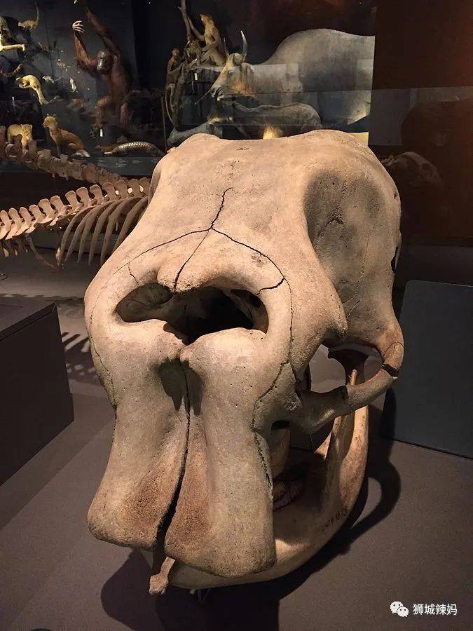 恐龍化石、抹香鯨骨架、初代巨星阿明……100W+動植物標本竟然藏在新加坡這個地方